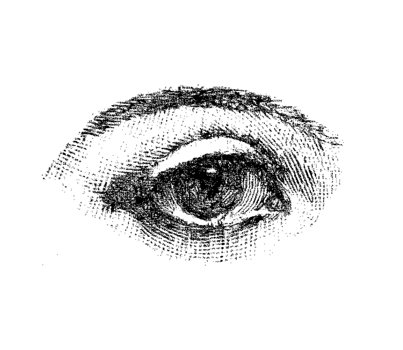 The Society of Nyx | 养晦社